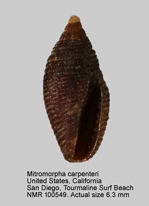 Mitromorpha carpenteri.jpg - Mitromorpha carpenteri Glibert,1954